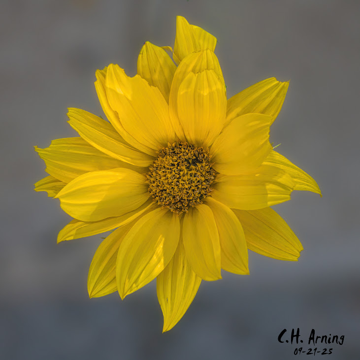 Summer Crown