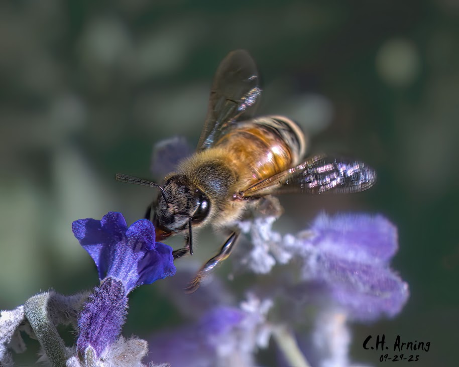 Sunlit Worker