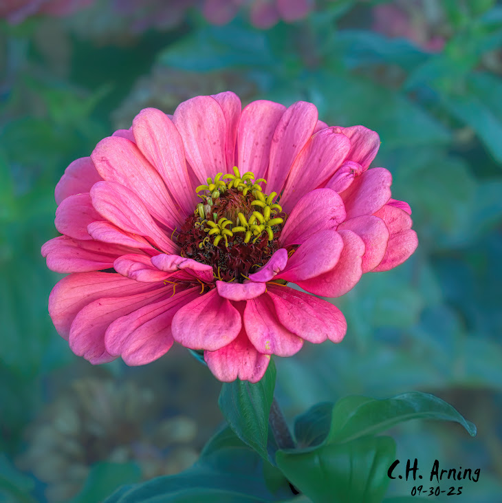Garden Jewel
