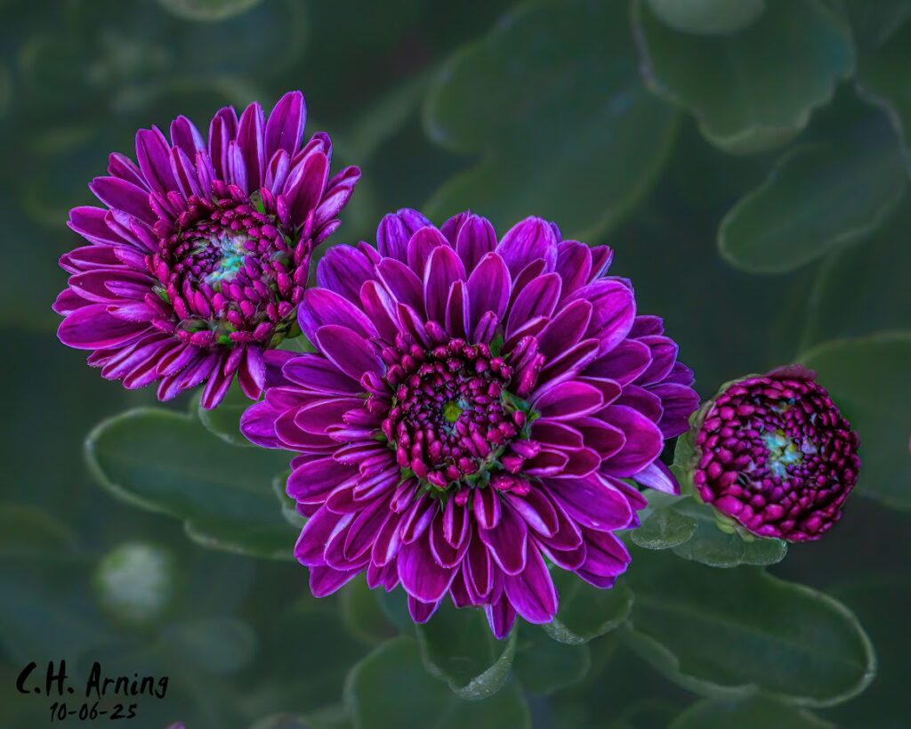 Living Jewel