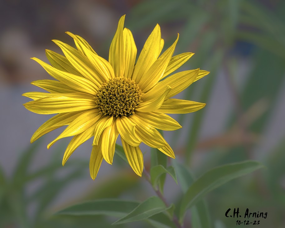 Autumn Radiance
