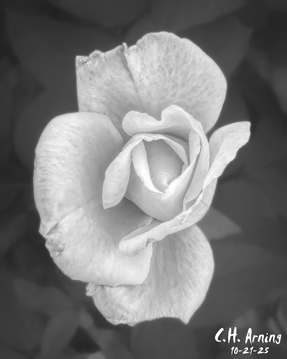 Ghost Rose