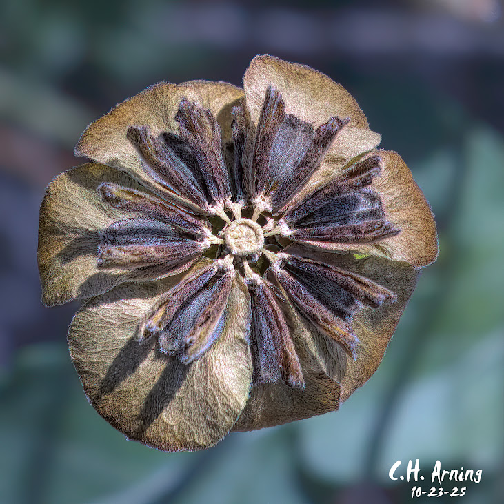 Dried Symphony
