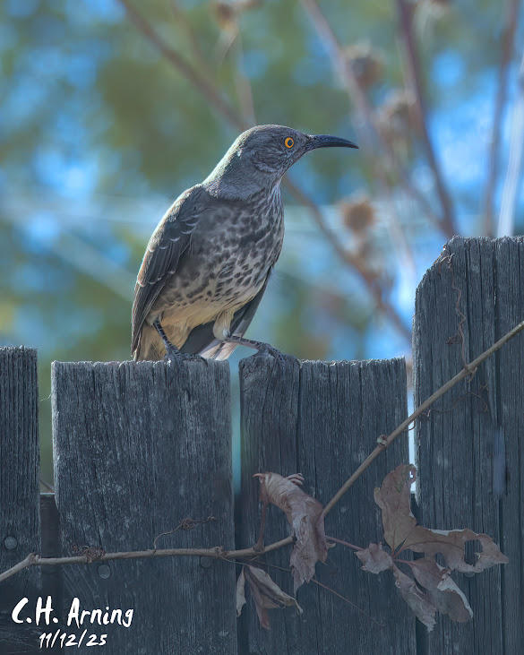 Fence Sentinel