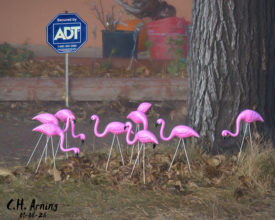 Suburban Flamingos
