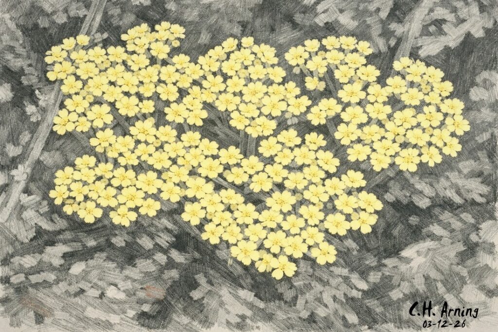 Golden Constellation