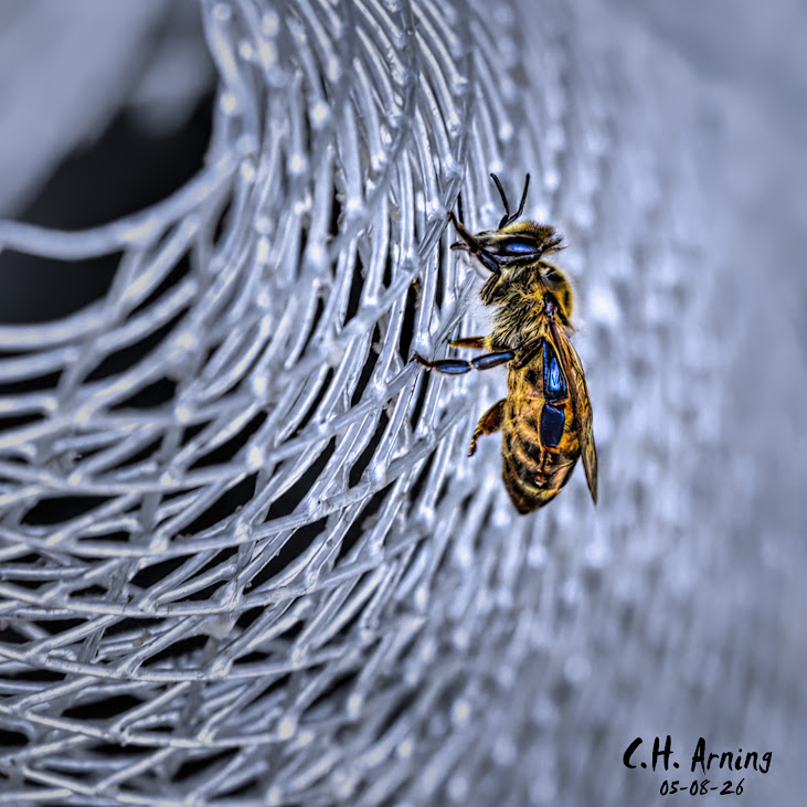 Wired Refuge