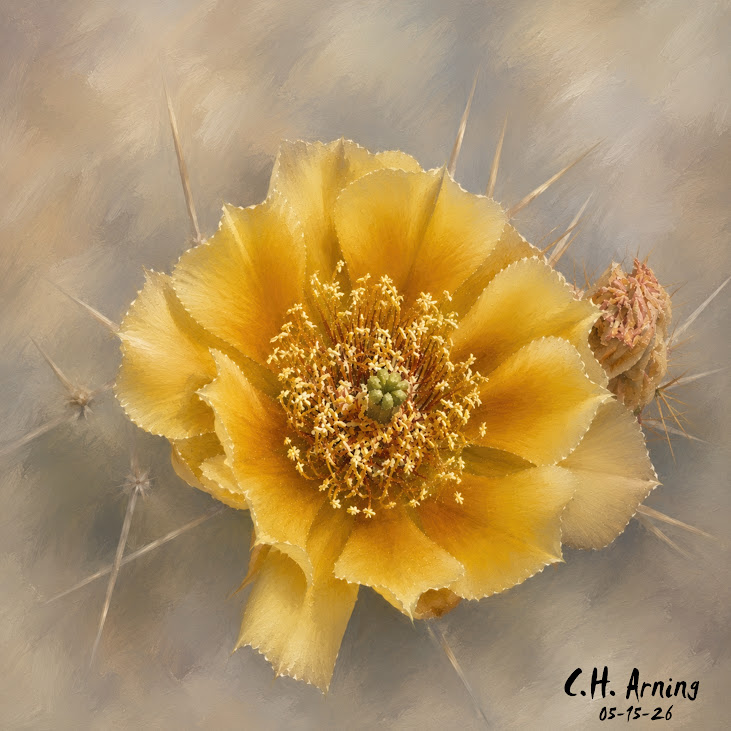 Desert Bloom