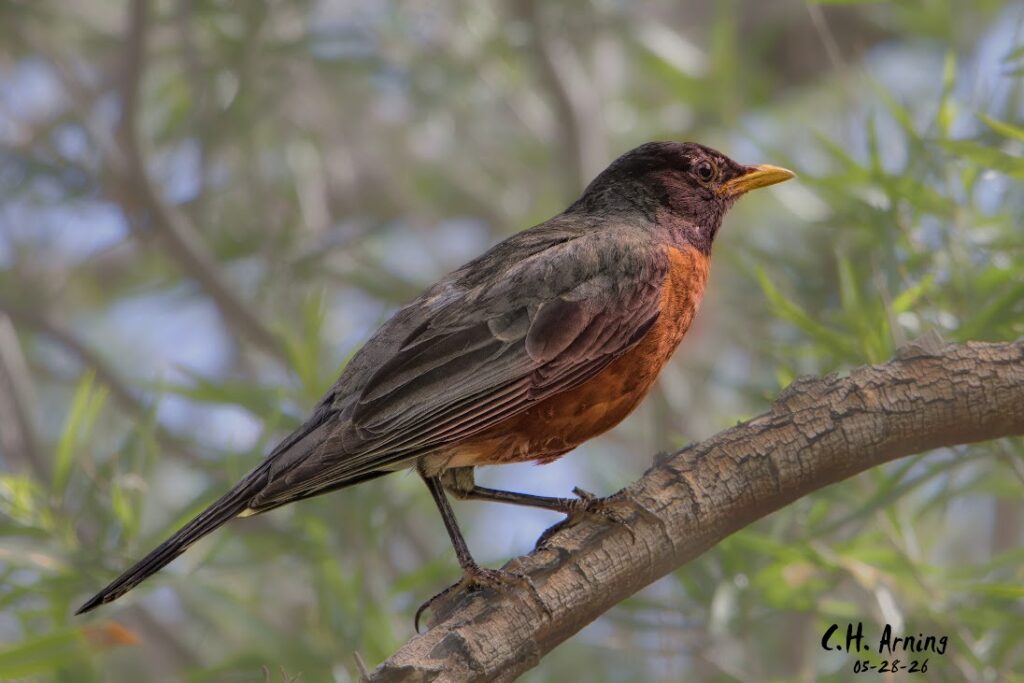 Campus Robin