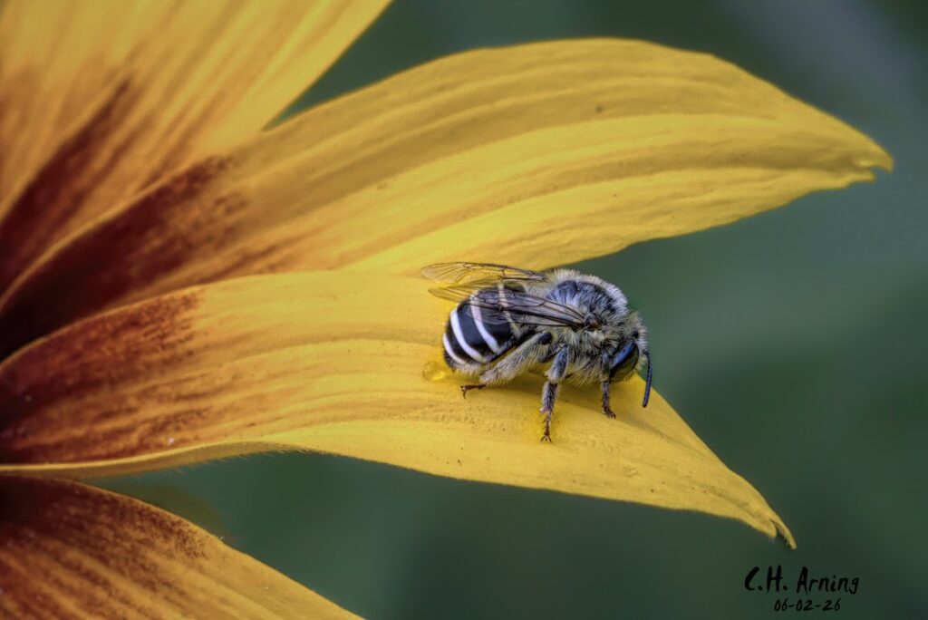 Petal Pause