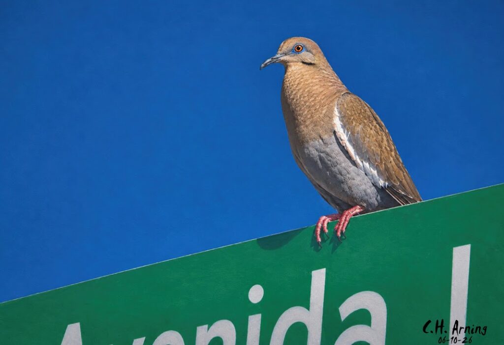 Urban Perch