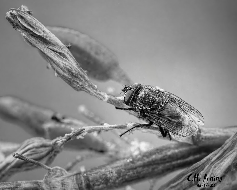 Quiet Perch