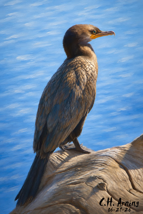 Patient Fisher