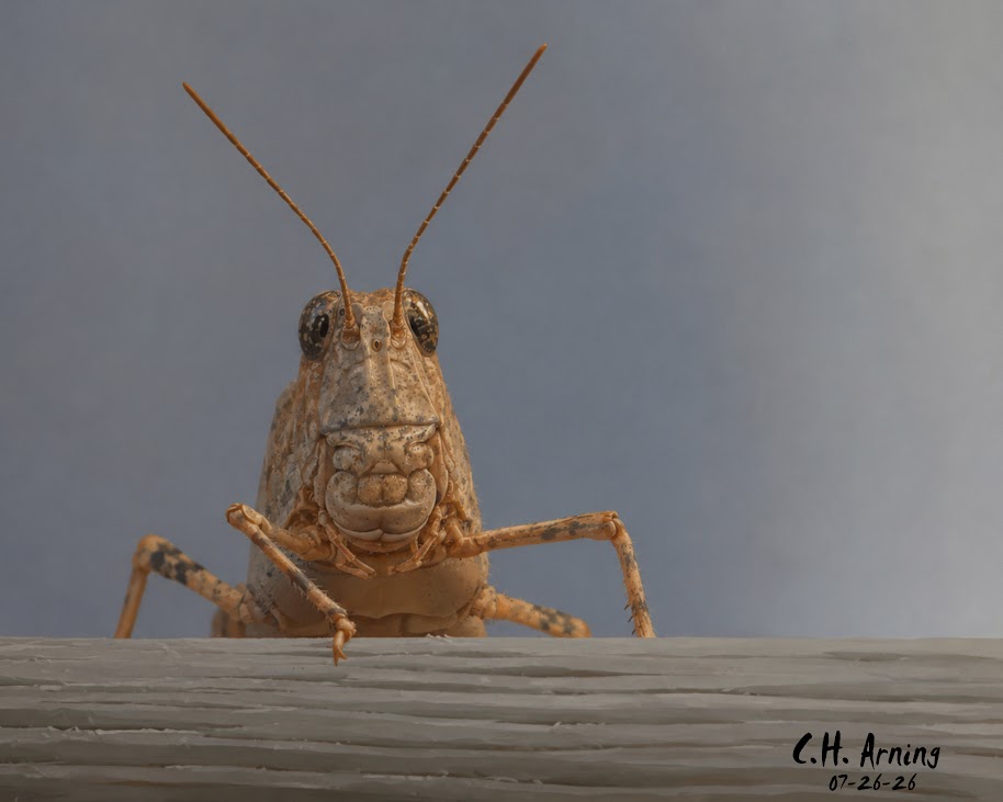 Window Sentinel
