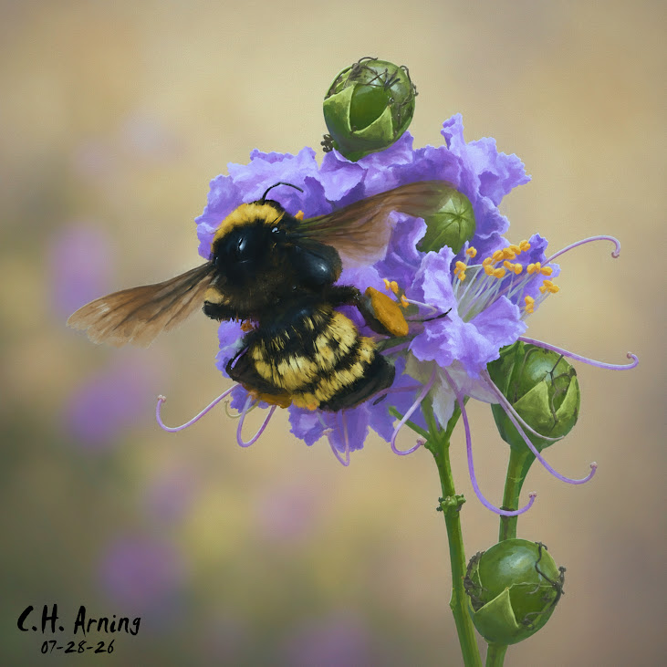 Gentle Harvest