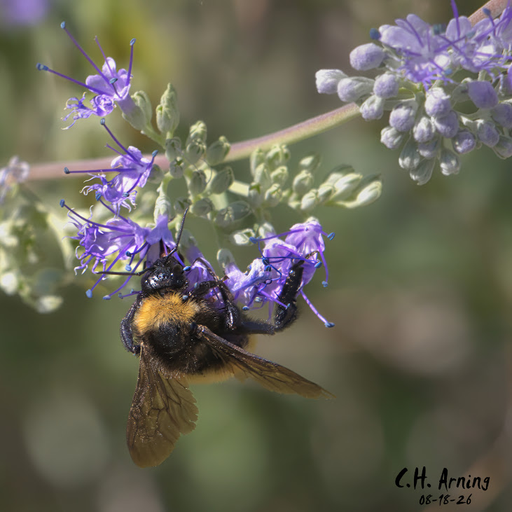 Nectar Hunt