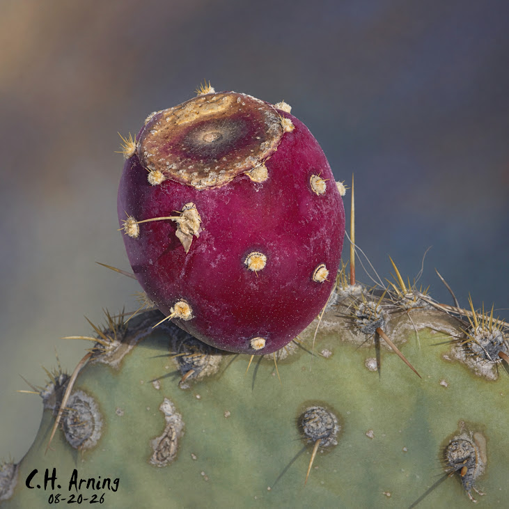 Roadside Ripening