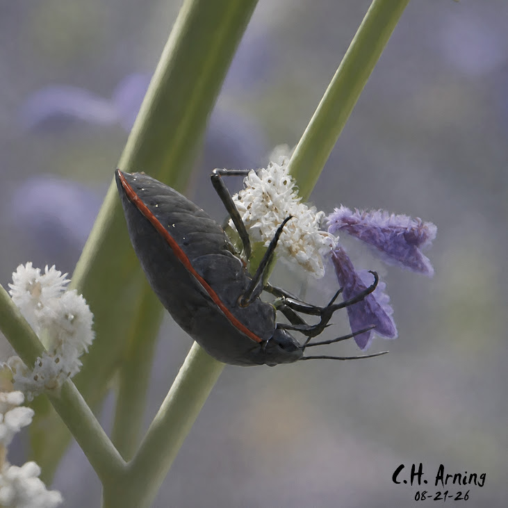 Roadside Forager