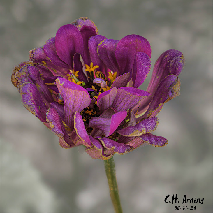 Weathered Beauty