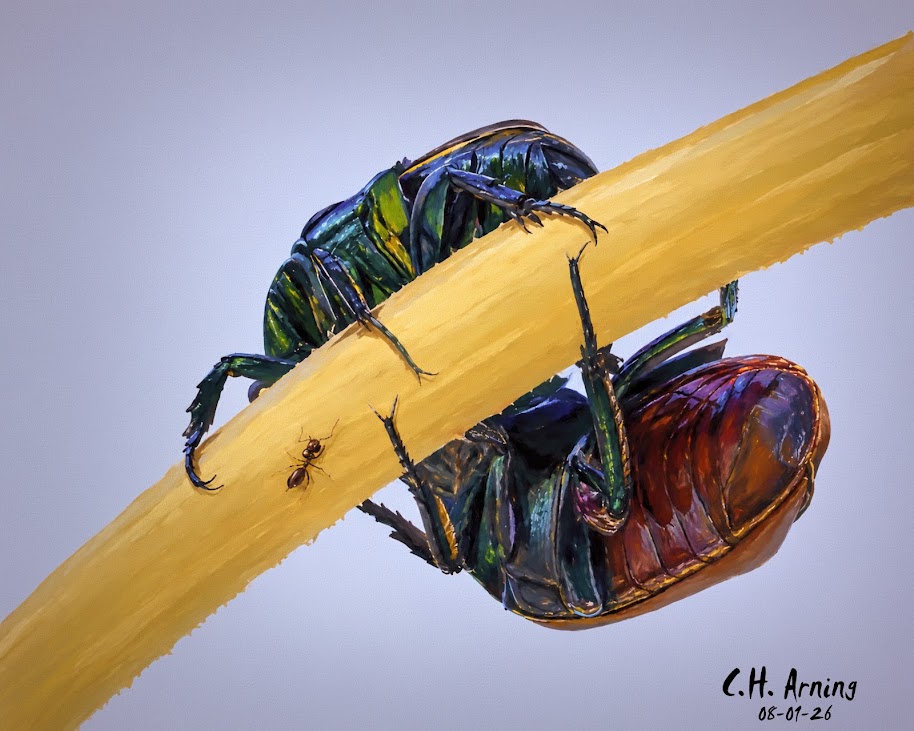 Beetle Crossing