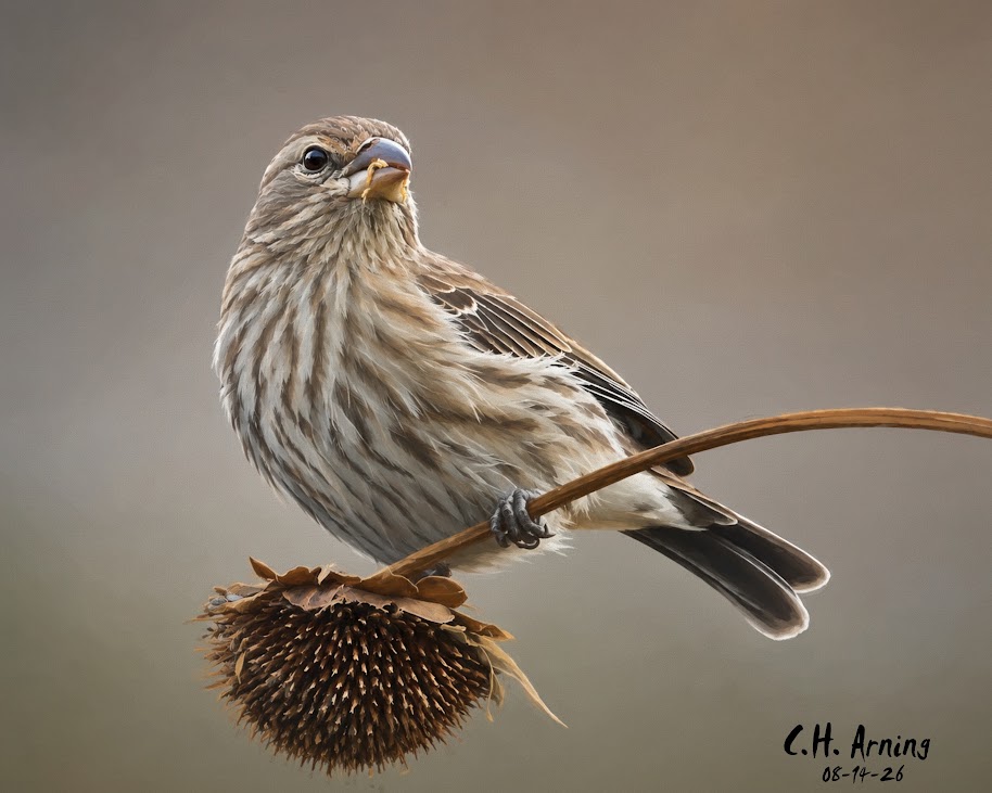 Sunflower Supper