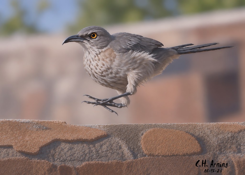 Wall Hopper