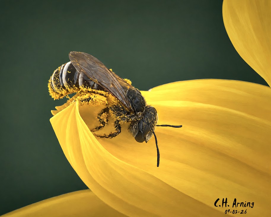 Pollen Laden