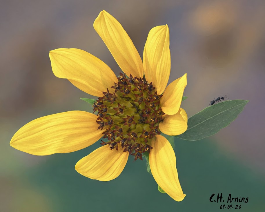 Small Visitor