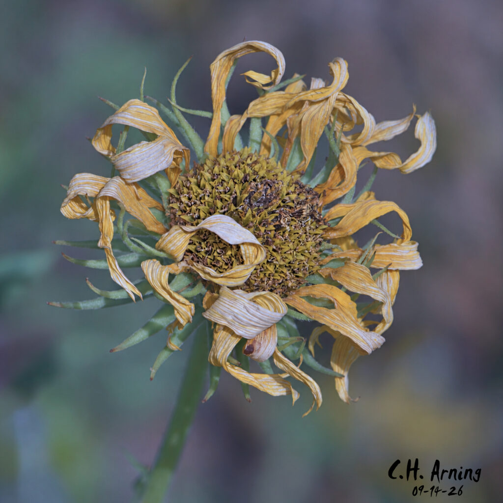 Golden Decline