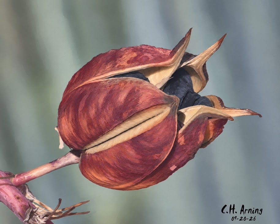 Hidden Seeds