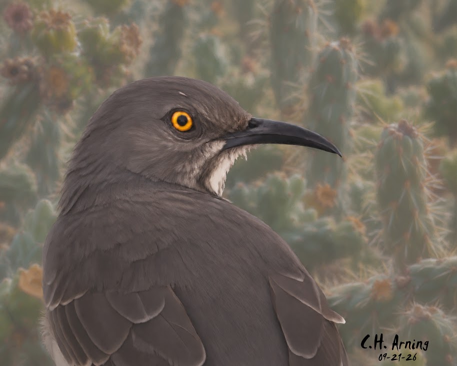 Thorny Refuge