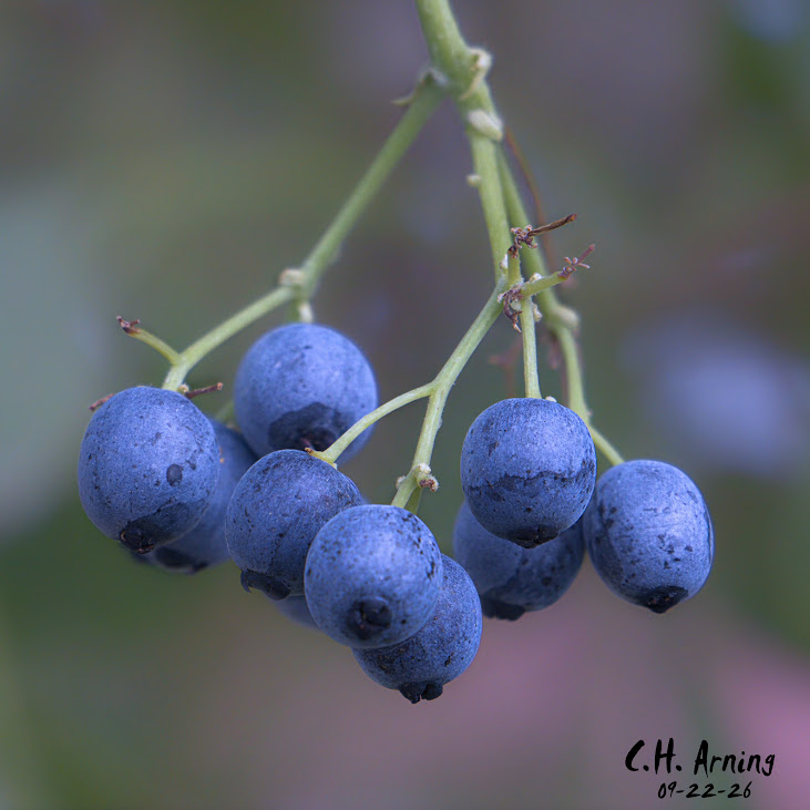 Autumn Blue