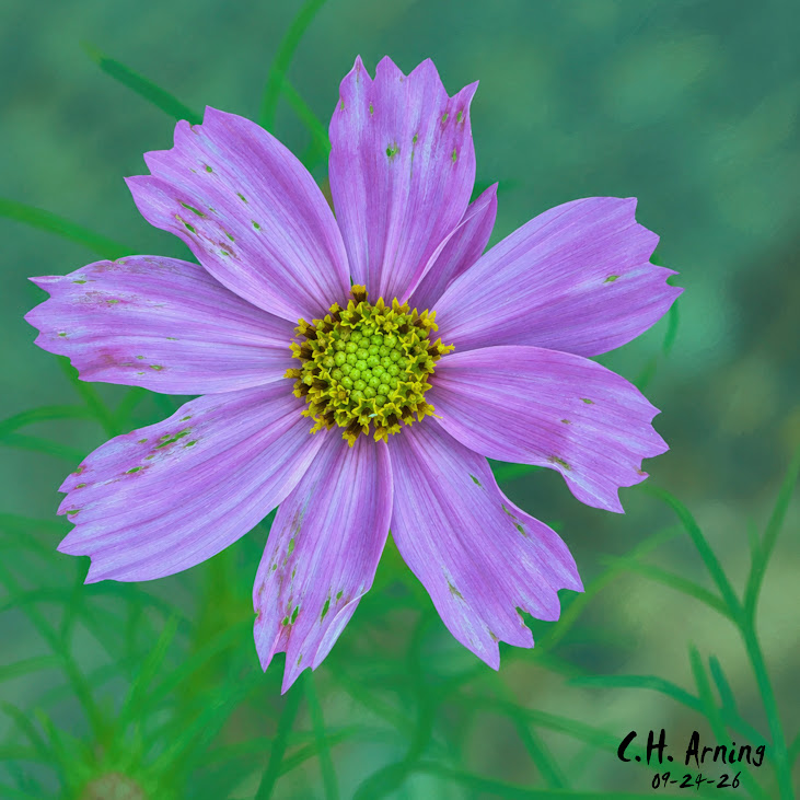 Weathered Beauty