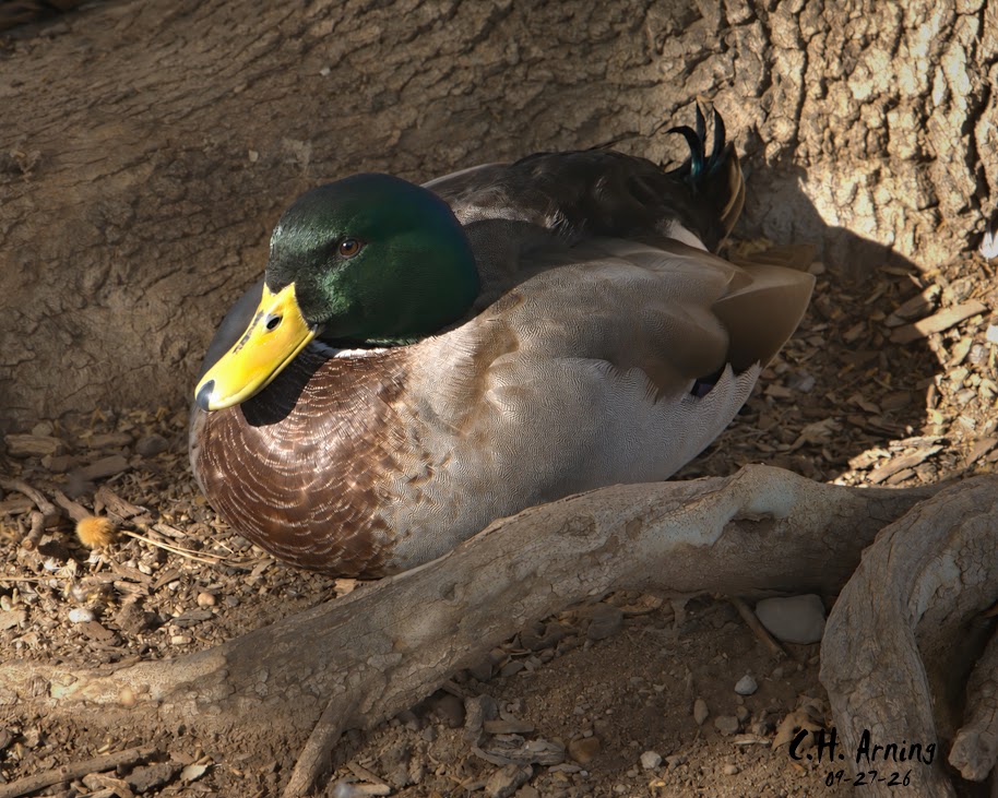 Resting Drake