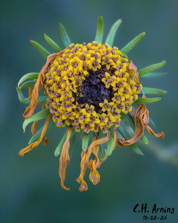 Autumn Crown