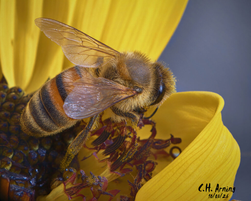 Autumn Bee