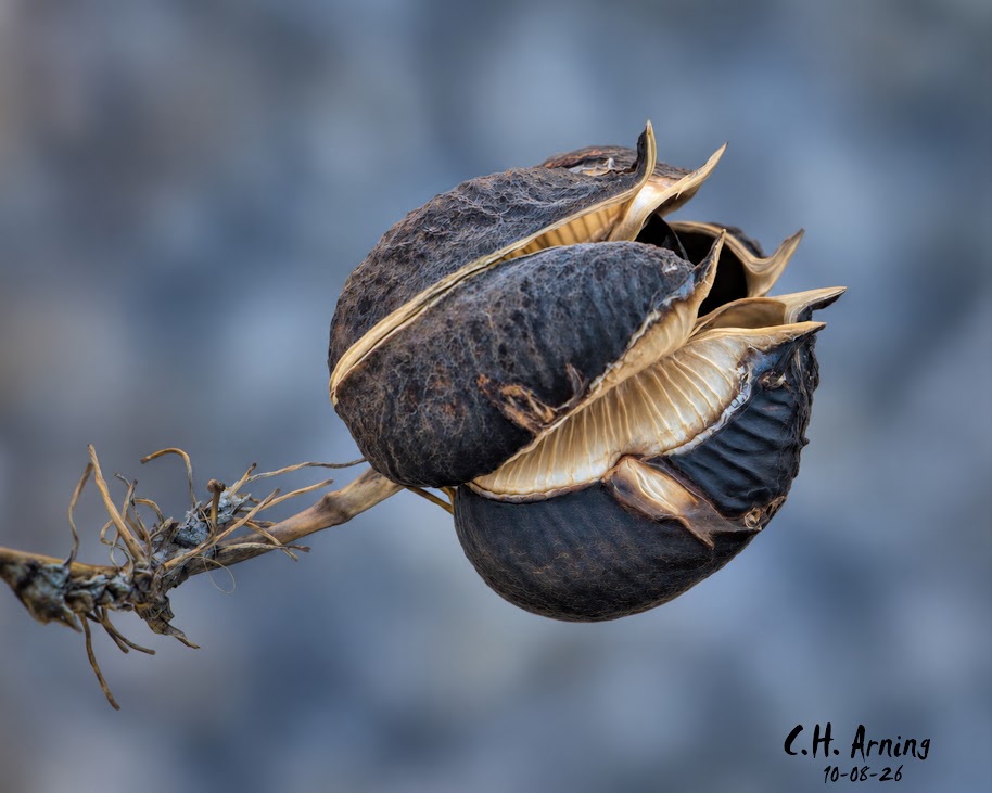 Autumn Vessel