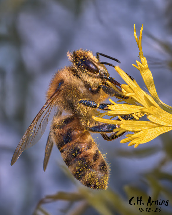 Pollen Dusted