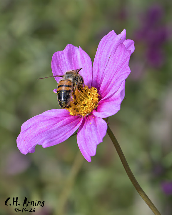 Cosmos Visitor