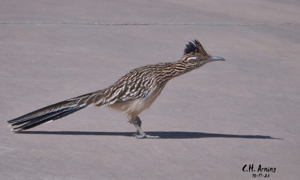 Desert Pointer
