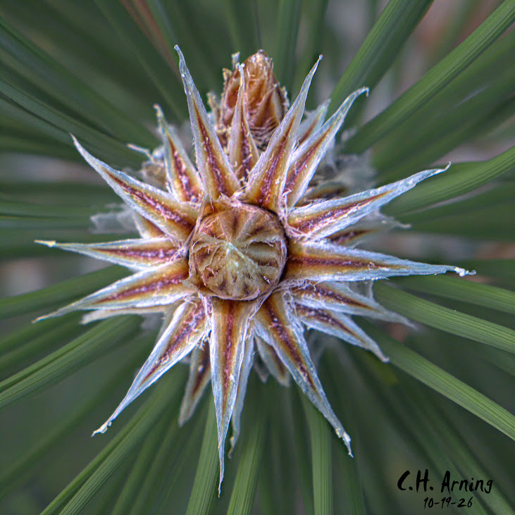 Cone Becoming